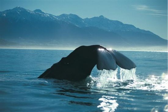 Kaikoura, where the mountains meet the sea